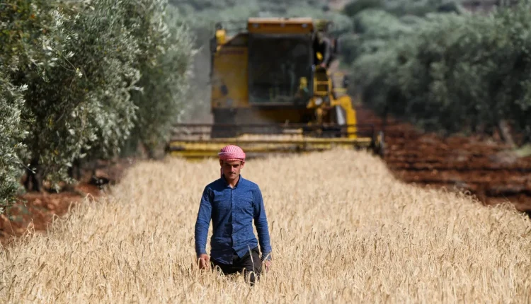 حماة-تستعد-لاستلام-88-ألف-طن-من-القمح