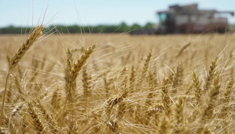 "أزمة قمح تلوح في الأفق: سوريا تنتج 19% فقط من حاجتها السنوية"