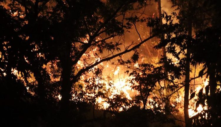 حرائق-الساحل-السوري-كارثة-وطنية-بأرقام-الذكاء-الاصطناعي-الصادمة