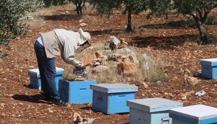 إنتاج العسل