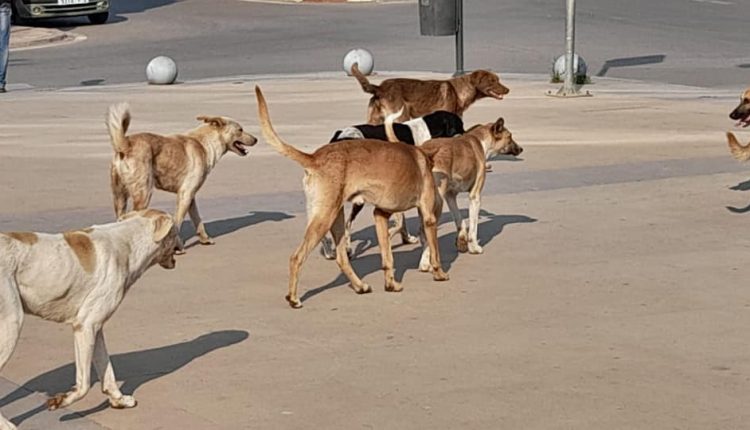 تفشي الكلاب الضالة في سوريا: خطر متفاقم يتطلب استجابة عاجلة