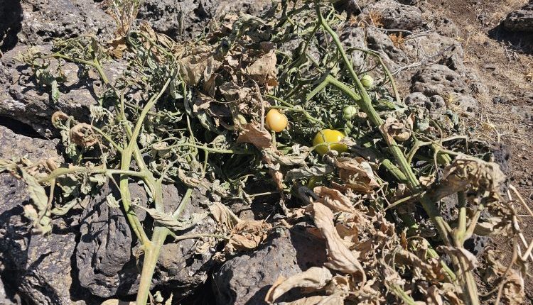 حقول البندورة في درعا