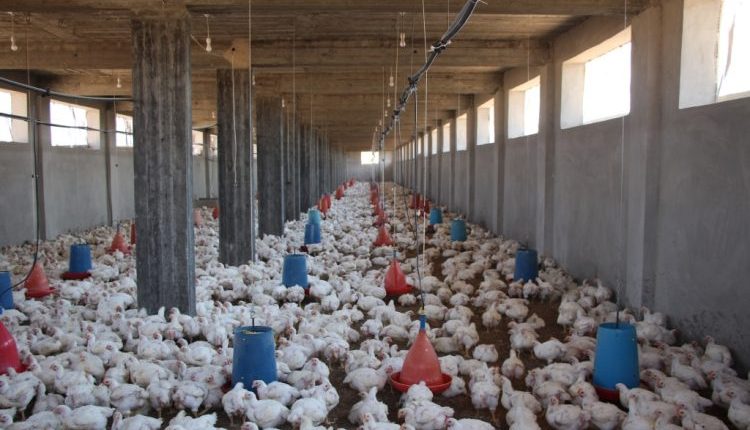 تعاني مزارع الدواجن في ريف حماة الجنوبي من خسائر مادية كبيرة نتيجة نفوق آلاف الطيور بسبب موجة الحر الشديدة التي ضربت المنطقة