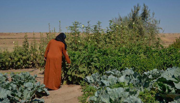 منظمة الأغذية والزراعة (الفاو)، بالتعاون مع وزارة الزراعة، إطلاق المرحلة الثانية من مشروع "تعزيز القدرة على الصمود المحلي" في سوريا