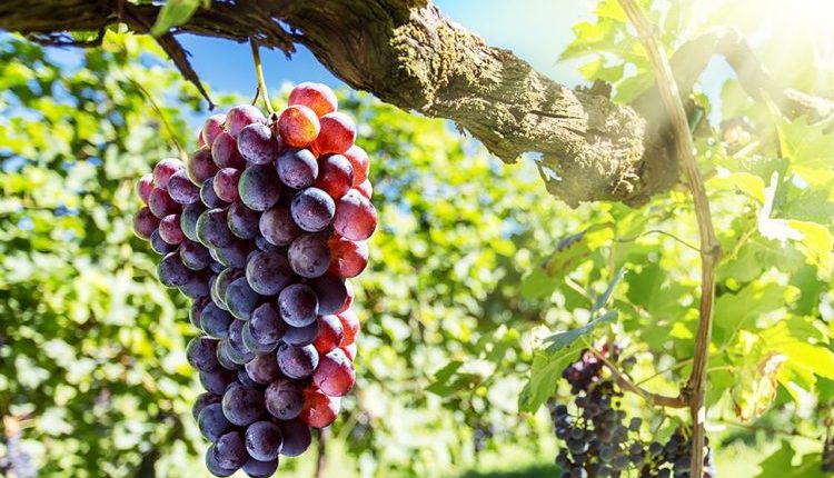 العنب-فاكهة-الصيف-التي-تحارب-أمراض-العصر