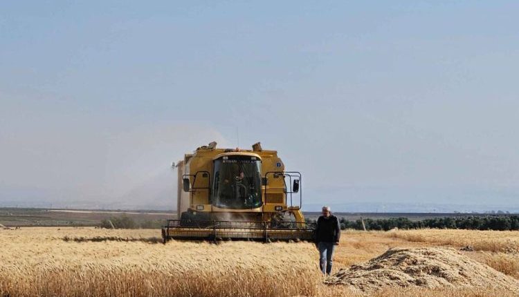 يعيش الفلاحون في مختلف مناطق سوريا مأساة غير مسبوقة، إذ جفت بساتينهم المزروعة بالزيتون والتين، وتحولت مصادر الرزق إلى أراضٍ بور فاشلة