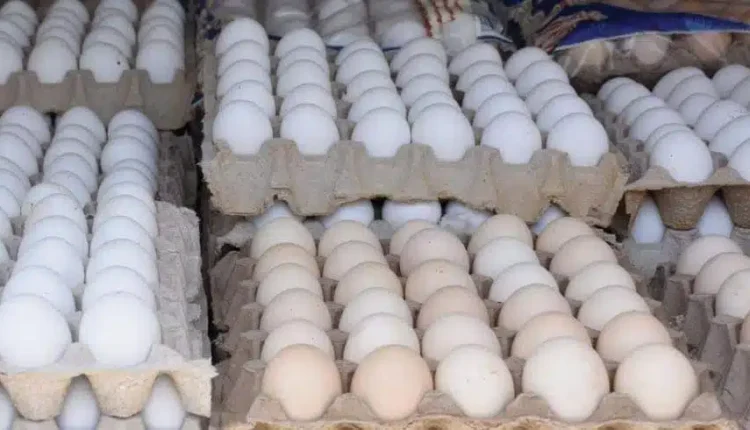 شهدت محافظة درعا ارتفاعاً ملحوظاً في أسعار البيض خلال الأسابيع الأخيرة، حيث بلغ سعر صحن البيض سعة 30 بيضة زنة 1850 غراماً نحو 34 ألف ليرة