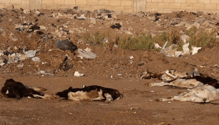 نفوق الأبقار في القامشلي