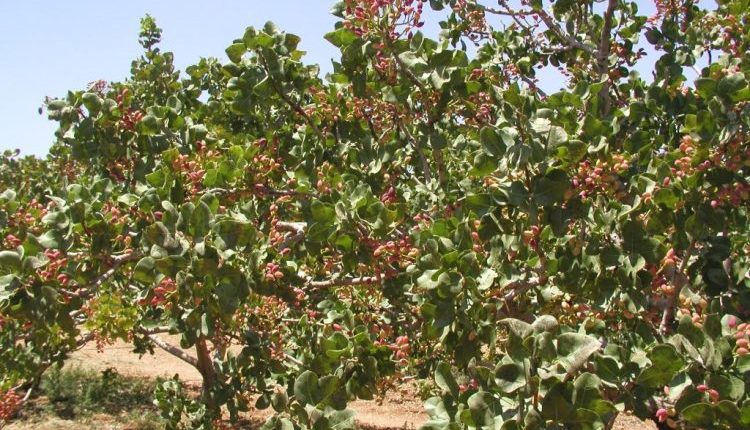 توقع محمد هواش، مدير مكتب "الفستق الحلبي" في سوريا، أن يشهد موسم 2025 انخفاضاً كبيراً في إنتاج المحصول، ليبلغ أقل من نصف إنتاج العام الماضي