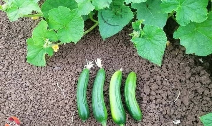 استيراد الخضار التركية أزمة المنتج الزراعي في درعا استياء المزارعين في درعا انهيار الأسواق غياب الحلول الحكومية تركيا درعا