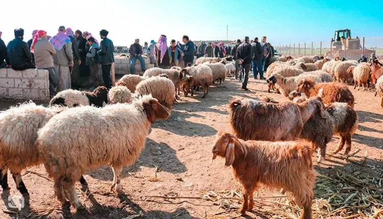اللحم رفاهية في إدلب ارتفاع الأسعار اللحوم الحمراء بسبب الجفاف وانهيار الليرة غياب الدعم الحكومي