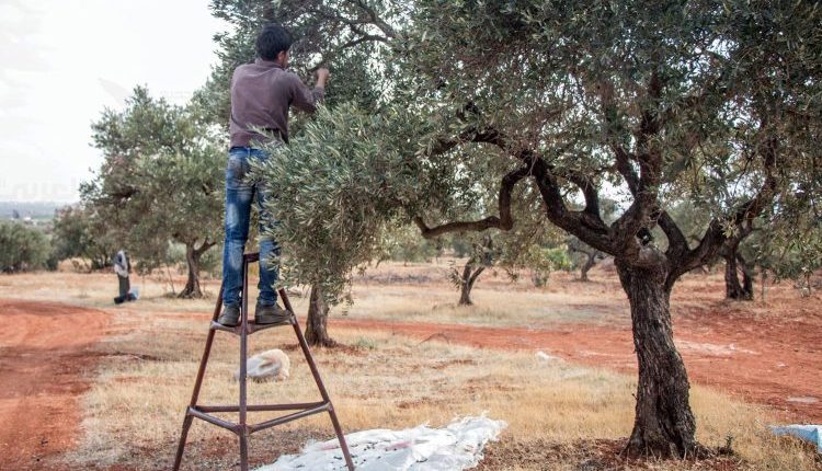تشهد محافظة حماة أزمة زراعية هذا العام تمثلت في انخفاض حاد بإنتاج الزيتون وصل إلى نحو 40% مقارنة بالموسم الماضي