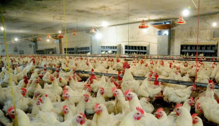 تشهد السوق السورية في الآونة الأخيرة ارتفاعًا ملحوظًا بأسعار البيض واللحم الأبيض (الفروج)، وهو ما دفع العديد من الأسر، في ظل ضعف القدرة الشرائية، إلى تقليص استهلاك هذه المادة الأساسية أو حذفها من موائدهم بشكل كامل. موجة حر وقرارات حكومية يرجع خبراء تنمويون أسباب الارتفاع إلى موجة الحر التي ضربت البلاد وأدت إلى نفوق أعداد كبيرة من الدجاج، إلى جانب قرار منع استيراد الفروج المجمد، في حين يرى القائمون على مؤسسة الدواجن أن الأسعار الحالية "مقبولة" إذا ما قورنت بارتفاع أسعار الأعلاف المستوردة كالذرة الصفراء وكسبة فول الصويا. وفي جولة على أسواق دمشق، تبيّن أن سعر كيلو "الجوانح" وصل إلى 19 ألف ليرة سورية، و"شرحات الدجاج" 56 ألف ليرة، بينما بلغ سعر كيلو "الكستا" 40 ألفًا، و"الأفخاذ" 28 ألفًا، و"الوردة" 30 ألف ليرة سورية. أما سعر صحن البيض فيتراوح بين 38 و42 ألف ليرة، باختلاف الوزن والمحل التجاري. شكاوى من المواطنين يعبّر مواطنون عن استيائهم من الوضع المعيشي، حيث يقول خليل عساف، موظف في القطاع العام، إن "الأغذية متوفرة لكن أسعارها لا تتناسب مع دخل المواطن". أما ميساء ديب، وهي موظفة في القطاع الخاص، فتشير إلى أن "الفروج يبقى أرخص من اللحوم الحمراء، لكنه تحوّل إلى رفاهية لا يقدر الجميع على شرائها". من جانب آخر، يوضح محمد الغفير، صاحب محل لبيع الدجاج بدمشق، أن المستهلكين يشترون الآن بالقطعة أو بكميات صغيرة تتناسب مع قدرتهم المادية، مشيرًا إلى أن حركة البيع "مستمرة لكن متفاوتة". فيما يرى نزار جنن، صاحب مدجنة في ريف دمشق، أن الأسعار تشهد تقلبات شبه يومية مرتبطة بأسعار الأعلاف وسعر الصرف. مواقف المنتجين والجهات الرسمية يرى مربو الدواجن أن هوامش أرباحهم منخفضة جدًا بسبب ارتفاع تكاليف الإنتاج، ويعتبرون أنفسهم "خاسرين" رغم ارتفاع الأسعار. ويؤكد المدير العام للمؤسسة العامة للدواجن، فاضل حاج هاشم، أن الأسعار الحالية "تساعد المنتج على الاستمرار في التربية"، مبينًا أن قرار إيقاف استيراد الفروج المجمد في آب الماضي جاء لدعم المربين بعد فترة من الخسائر وانخفاض الأسعار إلى ما دون التكلفة. وأضاف حاج هاشم أن هناك توجهًا لإعلان جمعية سورية للدواجن، تهدف إلى توفير بيانات دقيقة حول حجم الإنتاج واحتياجات السوق، مؤكدًا أن الإحصائيات الحالية "غير دقيقة" بسبب سنوات الحرب والتدمير التي طالت المداجن. كما دعا المربين إلى اعتماد التربية الحديثة "المغلقة" بدلًا من التربية المفتوحة المكلفة والمعرضة للأمراض. التصدير وخطط الدعم كشف حاج هاشم عن توجه لفتح باب تصدير الفروج مستقبلًا، مع استمرار تصدير كميات محدودة من بيض المائدة، معتبرًا أن ذلك سيسهم في إدخال القطع الأجنبي وتحفيز الإنتاج. كما أشار إلى أن مؤسسة الأعلاف تعمل على تأمين المواد العلفية بأسعار منافسة لتخفيف الضغط عن المربين. في المقابل، يرى الخبير التنموي أكرم عفيف أن غياب نظام للتأمين ضد المخاطر يجعل المربين عرضة للخسارة المستمرة، مشددًا على ضرورة وجود آلية تعويض تضمن بقاءهم في العملية الإنتاجية، خاصة مع تأثير موجة الحر الأخيرة وارتفاع تكاليف الأعلاف. آمال بقرارات فاعلة وبينما يلقي المواطنون اللوم على التجار أو المربين، يأمل العاملون في قطاع الدواجن أن تُترجم وعود الحكومة إلى خطوات عملية تضمن استقرار الأسعار واستمرار الإنتاج، في وقت تبقى فيه مادة الفروج والبيض خارج متناول شريحة واسعة من السوريين.