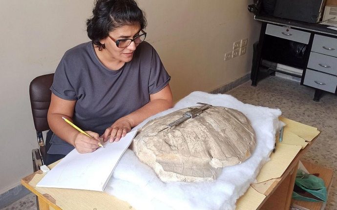 اكتشاف علمي في سوريا سلحفاة متحجرة قبل 50 مليون سنة الباحثة وفاء الحلبي عفرين