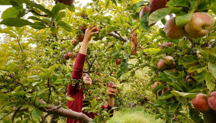 سجّلت محافظة طرطوس ارتفاعاً قياسياً في إنتاج التفاح هذا الموسم، حيث بلغت التقديرات الأولية 10,587 طناً، مقارنة بنحو 5,900 طن الموسم الماضي