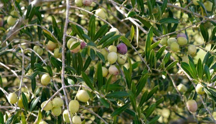 تعرّض ريف إدلب الجنوبي وريف حماة الشمالي خلال الحرب السورية لاقتلاع وقطع مئات آلاف الأشجار المثمرة، وعلى رأسها الزيتون