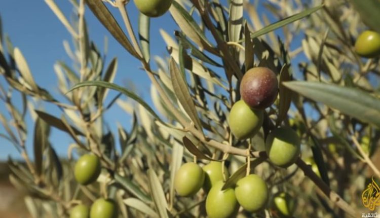 تعاني محافظة درعا هذا العام من موسم زيتون قاسٍ، حيث اجتمعت ظروف الجفاف مع ظاهرة المعاومة لتؤثر سلباً على كمية وجودة المحصول