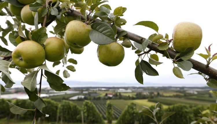 تفاح السويداء