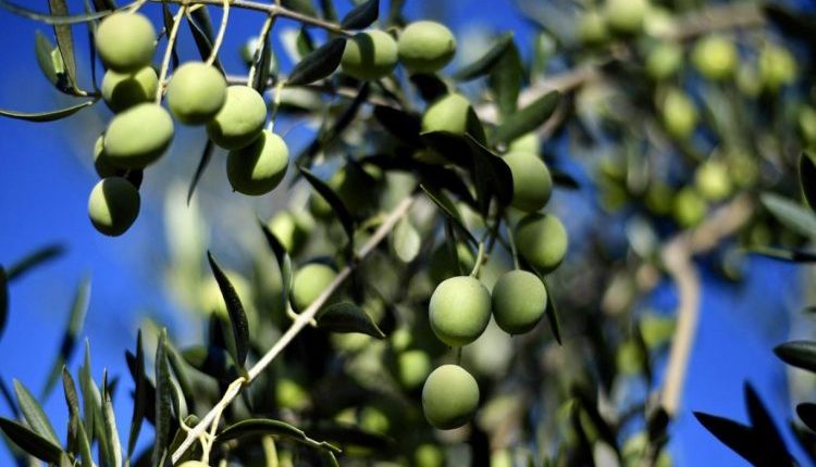 غلاء الزيتون في سوريا