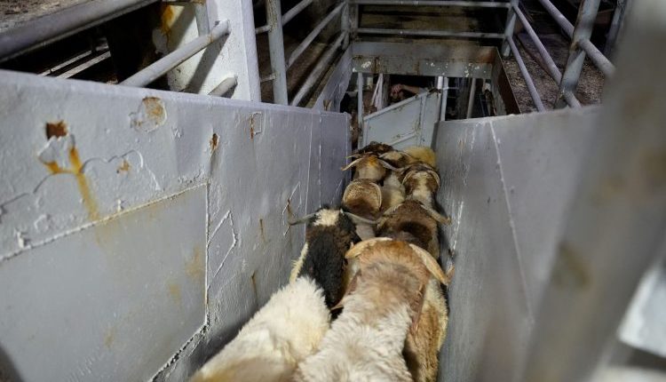 تصدير 11 ألف من الأغنام إلى السعودية عبر مرفأ طرطوس التحول الرقمي