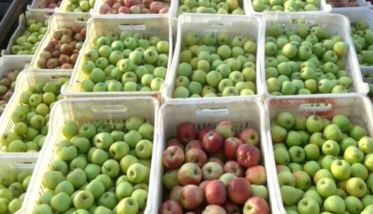 قطاف التفاح