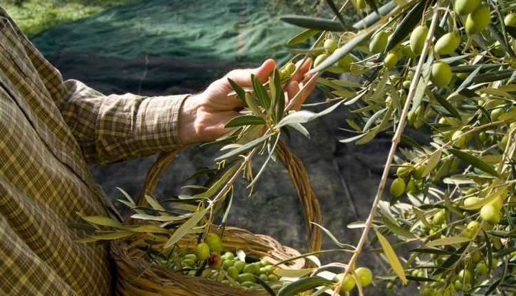 موسم الزيتون في سوريا بواجه أزمة حادة تهدد بارتفاع الاسعار وانخفاض الانتاج بنسبة 70% الساحل السوري