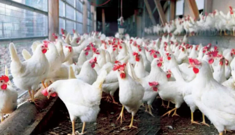 يواجه قطاع الدواجن في سوريا تحدّياً جديداً مع ارتفاع أسعار الكهرباء، ما يُهدّد جهود التعافي التي شهدها هذا القطاع خلال الأشهر الماضية