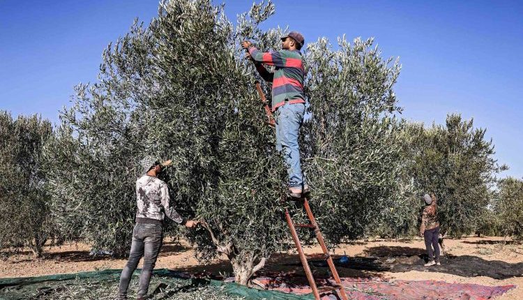 يشهد قطاع الزيتون في سوريا هذا العام أحد أسوأ مواسمه منذ عقود، مع تراجع الإنتاج بنسبة تفوق 45% مقارنة بالعام الماضي