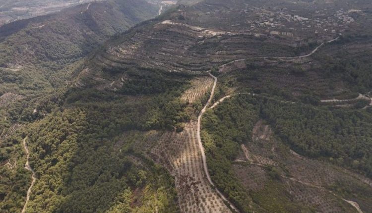 تسعى وزارة الزراعة السورية إلى إطلاق خطة وطنية واسعة لإعادة تأهيل الغابات وتعزيز الغطاء النباتي المتدهور خلال العامين المقبلين