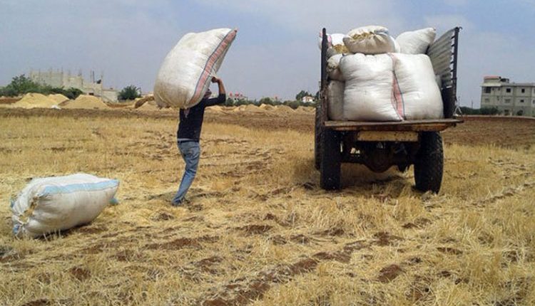 تتصاعد أزمة الأعلاف في سوريا بوتيرة مقلقة، وسط تراجع حاد في الإنتاج المحلي وتوقف شبه كامل للمجففات الصناعية التي يعتمد عليها الفلاحون
