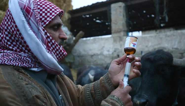 الحمى القلاعية