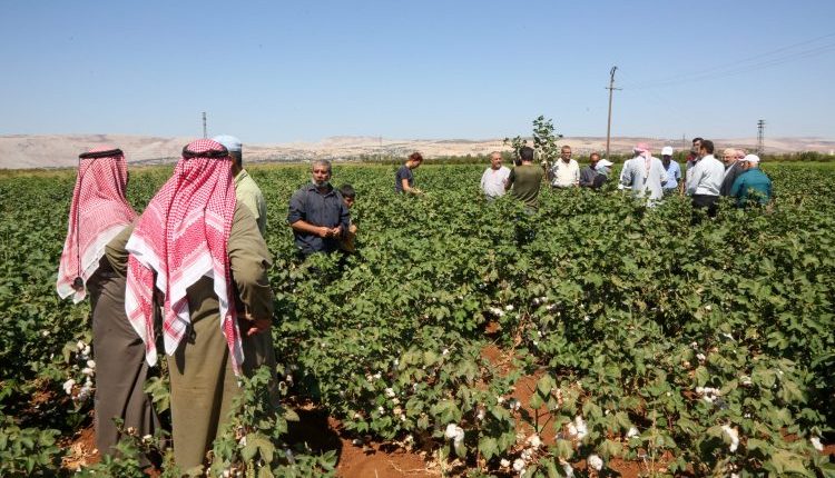 مع اقتراب انتهاء قطاف القطن في دير الزور، لم تقر قبل وزارة الزراعة تسعيرة شراء القطن، ما دفع المزارعين إلى بيع محاصيلهم للتجار