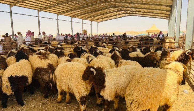 أقرت اللجنة الوطنية للاستيراد والتصدير خفضًا كبيرًا في الرسوم الجمركية المفروضة على استيراد المواشي إلى سوريا،