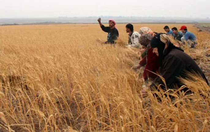 أعلنت وزارة الزراعة السورية أن المساحات الزراعية التي جرى استعادتها حديثًا من سيطرة قسد بلغت نحو 2567 ألف هكتار.