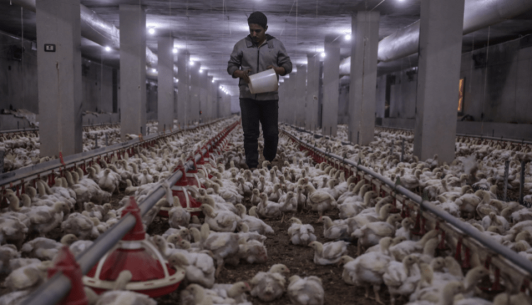 أعلنت المؤسسة العامة للدواجن عن اعتماد توجه استراتيجي جديد يهدف إلى إعادة هيكلة أولويات عملها، بالتزامن مع دخول الخطة التنفيذية