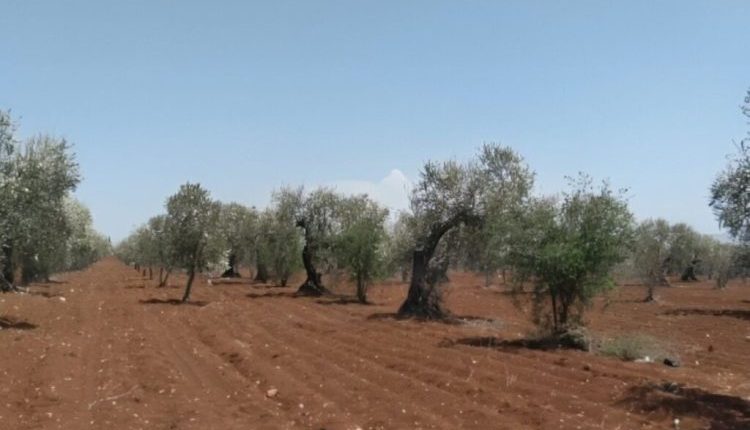 يواجه القطاع الزراعي في ريف حلب تحديات متزايدة خلال السنوات الأخيرة، في ظل تقلبات مناخية متكررة وارتفاع ملحوظ في تكاليف الإنتاج،