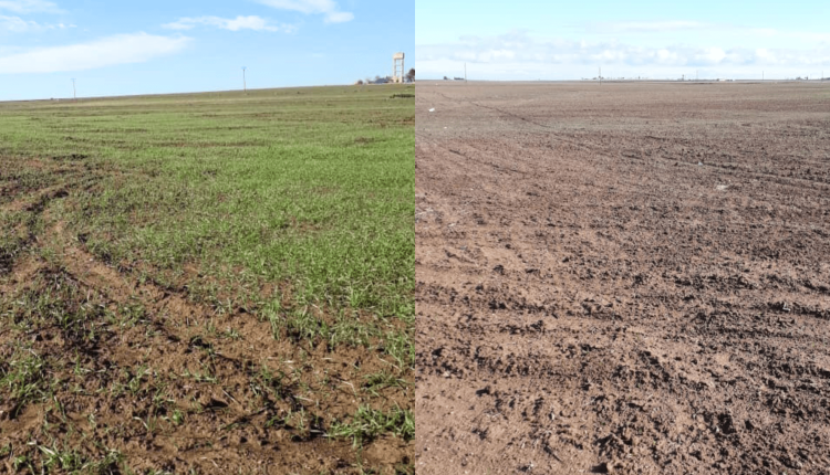 يواجه موسم القمح خطر الفشل، بعد تصاعد شكاوى المزارعين من ضعف أو شبه انعدام إنبات البذار الموزعة ضمن خطة الدعم الزراعي لهذا العام