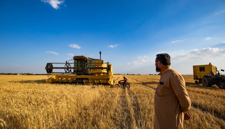 لم تحقق خطوة إقرار القرض الحسن من وزارة الزراعة لدعم موسم القمح في دير الزور النتائج المرجوة، إذ سجّلت أعداد المتقدمين مستويات متدنية