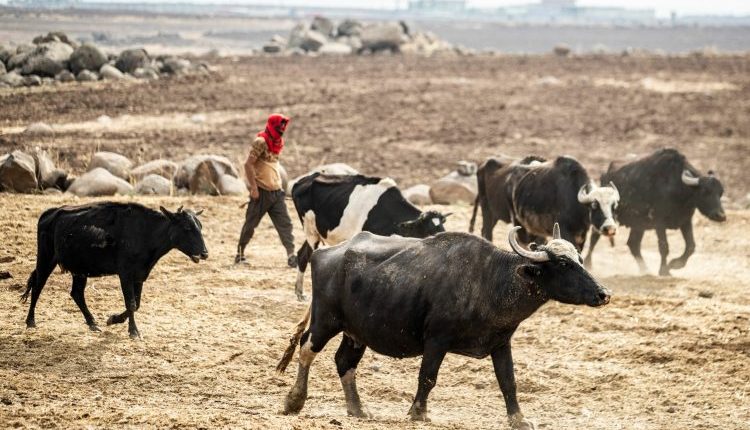 يشهد قطاع الثروة الحيوانية في سوريا تراجعًا حادًا في السنوات الأخيرة، ما يضع أحد أهم ركائز الأمن الغذائي السوري أمام تحديات غير مسبوقة.