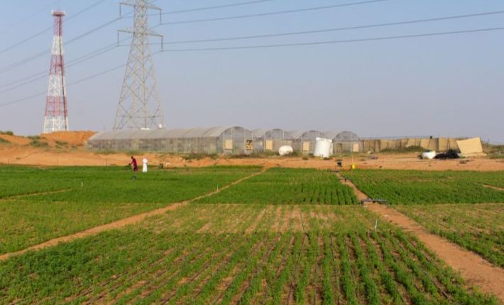 أظهرت المؤشرات الزراعية ضمن استراتيجية وزارة الزراعة السورية للأعوام (2026 – 2030) تراجع مساهمة القطاع الزراعي في الناتج المحلي الإجمالي