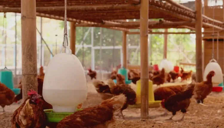 أزمة الدواجن تشتعل هل يكسر آذار أزمة الدواجن جمعية حماية المستهلك