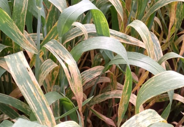 يقف الموسم الزراعي عند مفترق طرق؛ فبينما منحت الأمطار مظهراً واعداً لحقول القمح، تتصاعد مخاوف المزارعين من تحول هذا "الخير" إلى خسائر