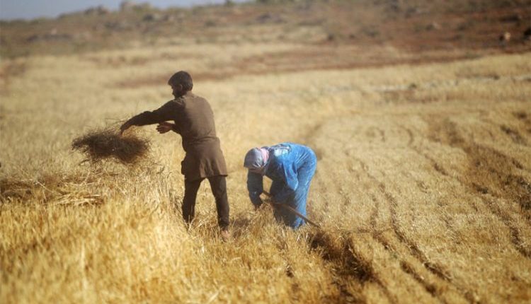 موسم وفير وعائد متآكل.. تراجع الليرة يهدد أرباح مزارعي القمح في الحسكة