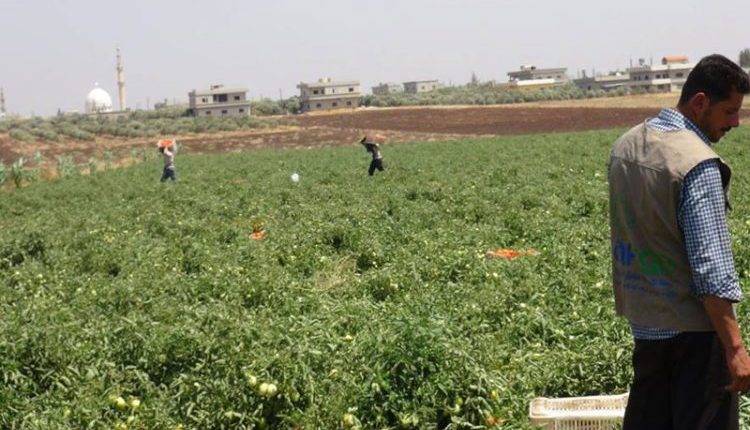شح المياه يهدد زراعة درعا.. آبار عشوائية ومخزون جوفي يتراجع وسط غياب الحلول المستدامة