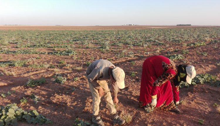 مع ساعات الفجر الأولى وقبل أن تشتد حرارة الشمس، تشق مئات النساء في ريف الحسكة طريقهن نحو الحقول والحدائق الزراعية.