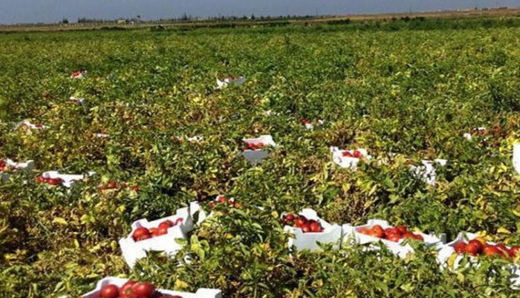 طرطوس توسّع زراعة البندورة... وأسئلة التسويق تسبق موسم الحصاد