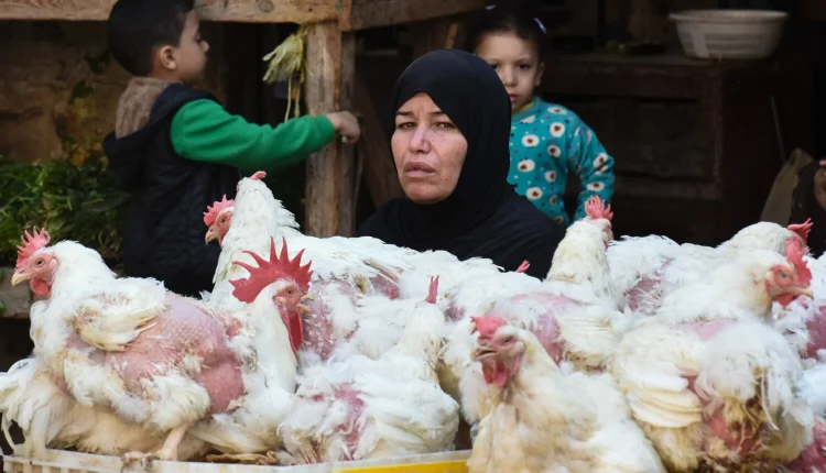 تحول الفروج في سوريا، الذي كان لسنوات من أكثر مصادر البروتين الحيواني قدرة على الوصول إلى مختلف شرائح المجتمع