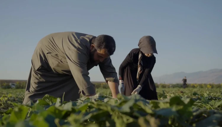 سموم تحت الأقدام.. كيف تهدد التربة السورية غذاء السوريين ومستقبل الزراعة؟