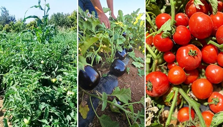 وفرة المحصول وخسارة الفلاح.. لماذا لا تنقذ الزراعة السورية أصحابها؟