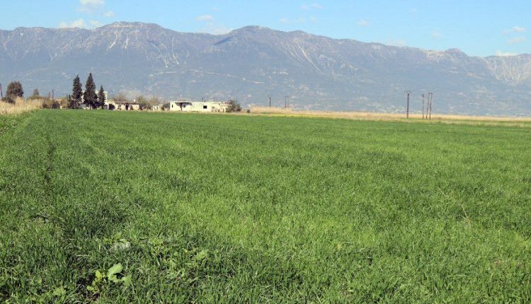 زراعة سهل الغاب تفقد جدواها.. المازوت المخفض لا ينقذ محصولاً لا يغطي كلفته